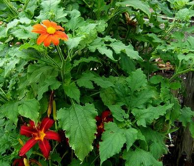 Photo of Mexican Sunflower (Tithonia rotundifolia) uploaded by pirl
