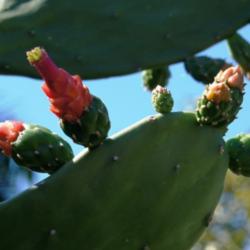 Location: Miami, FL
Date: 2014-Jan
Nopales buds and bloom