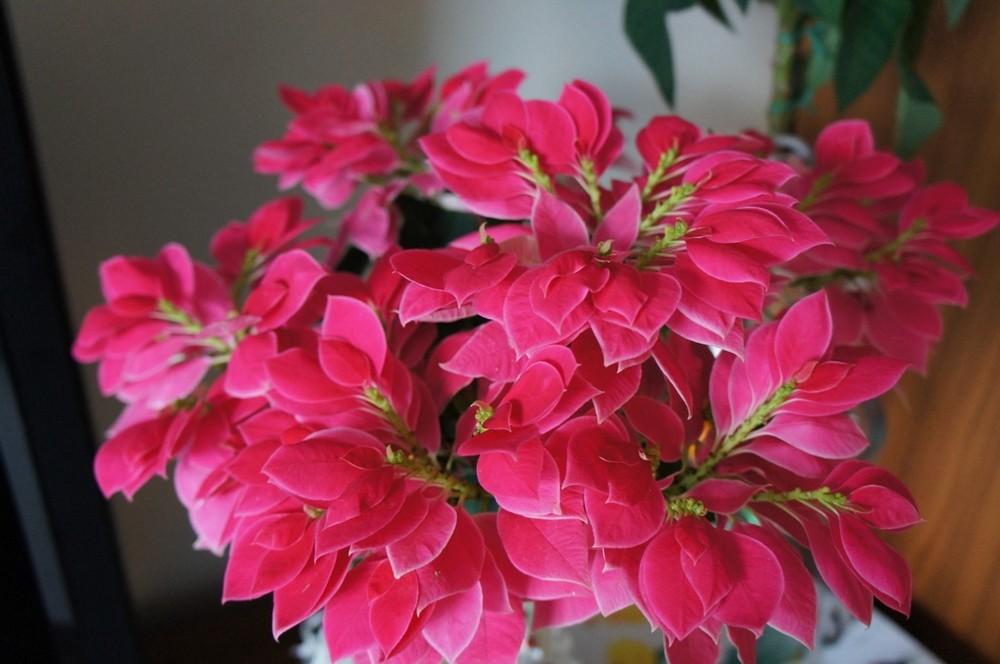 Photo of Euphorbia 'Pick Me Pink' uploaded by skylark