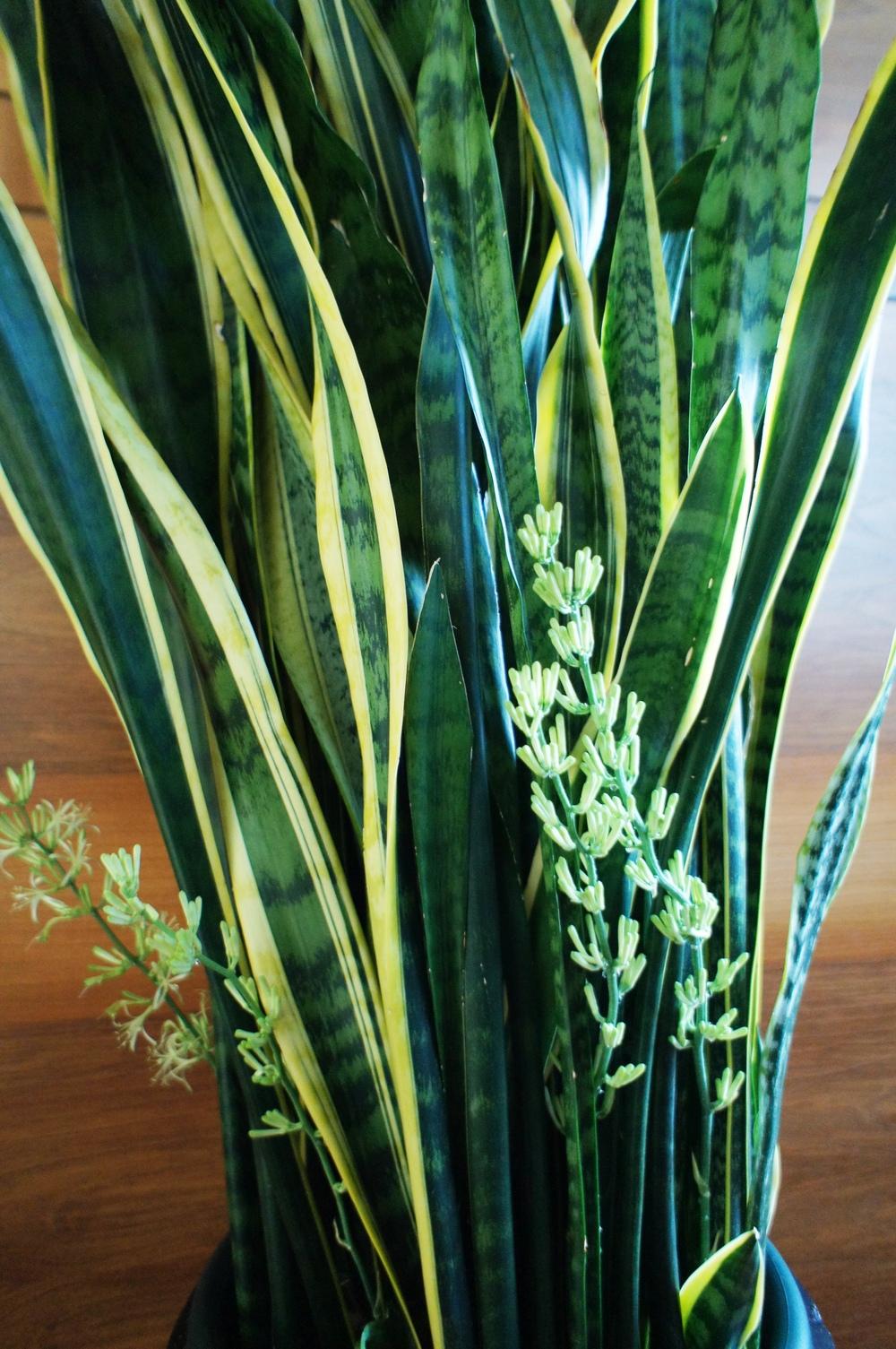 Photo of Mother-in-law's tongue (Dracaena trifasciata 'Laurentii') uploaded by skylark