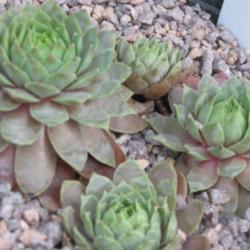 Location: Pot Collection
Date: 2014-08-22
Newly planted as received from SMG Succulents