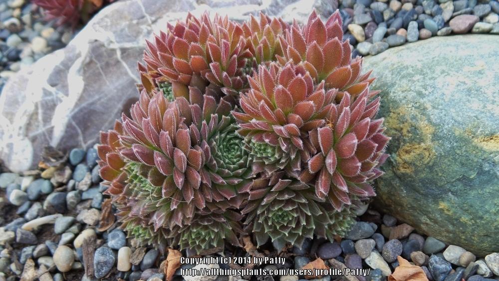 Photo of Hen and Chicks (Sempervivum 'Pacific Red Tide') uploaded by Patty