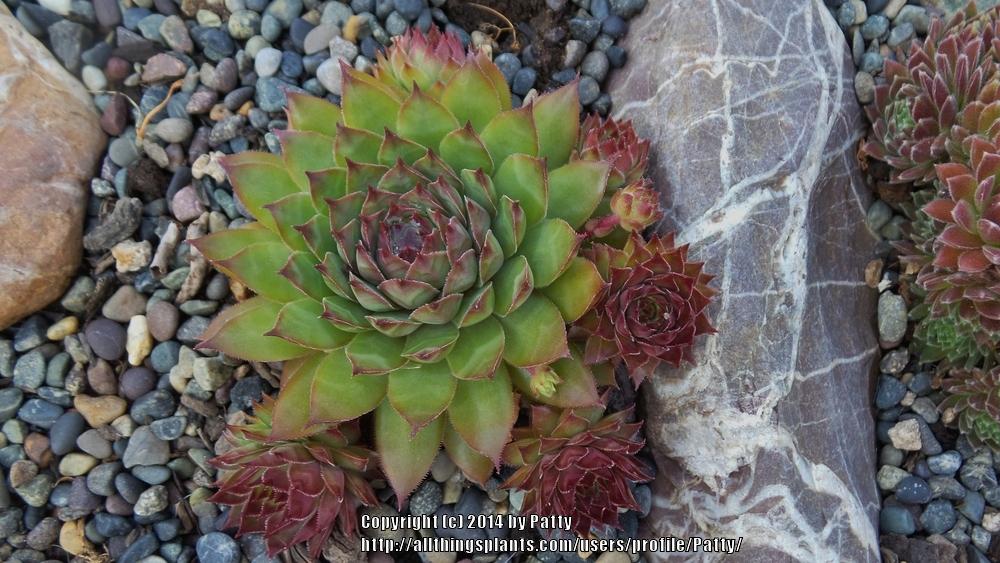 Photo of Hen and Chicks (Sempervivum 'Maria Laach') uploaded by Patty