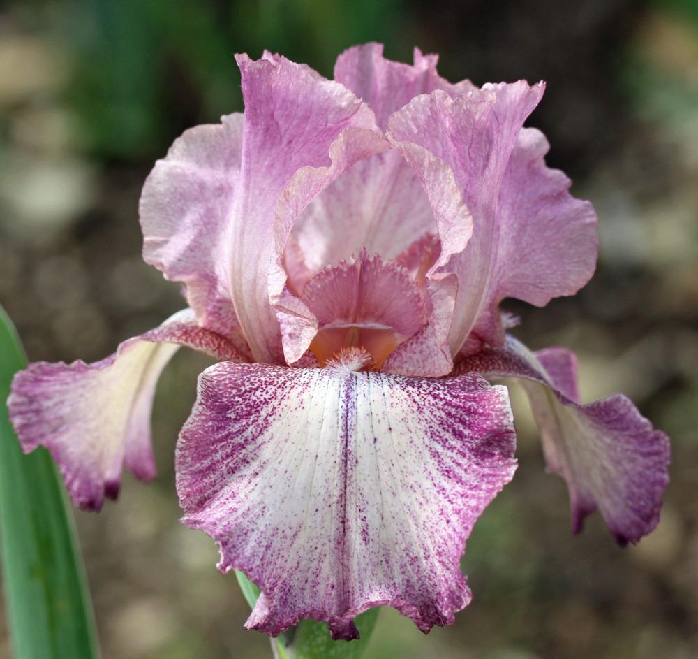 Photo of Tall Bearded Iris (Iris 'Rancho Rose') uploaded by Snork