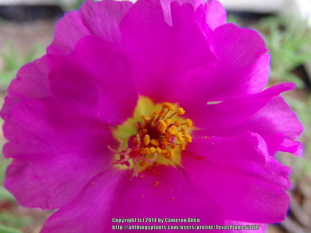 Photo of Moss Rose (Portulaca grandiflora) uploaded by TexasPlumeria87