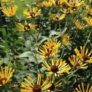 Rudbeckia 'Little Henry' is covered with flowers. 