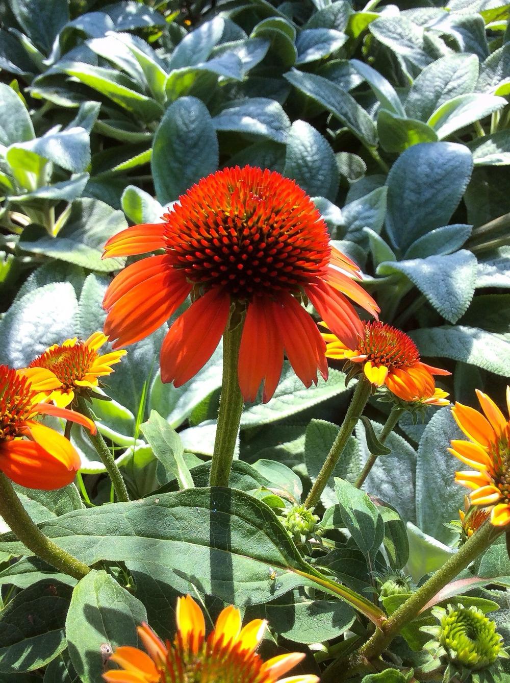 Photo of Coneflower (Echinacea Sombrero® Flamenco Orange) uploaded by clintbrown