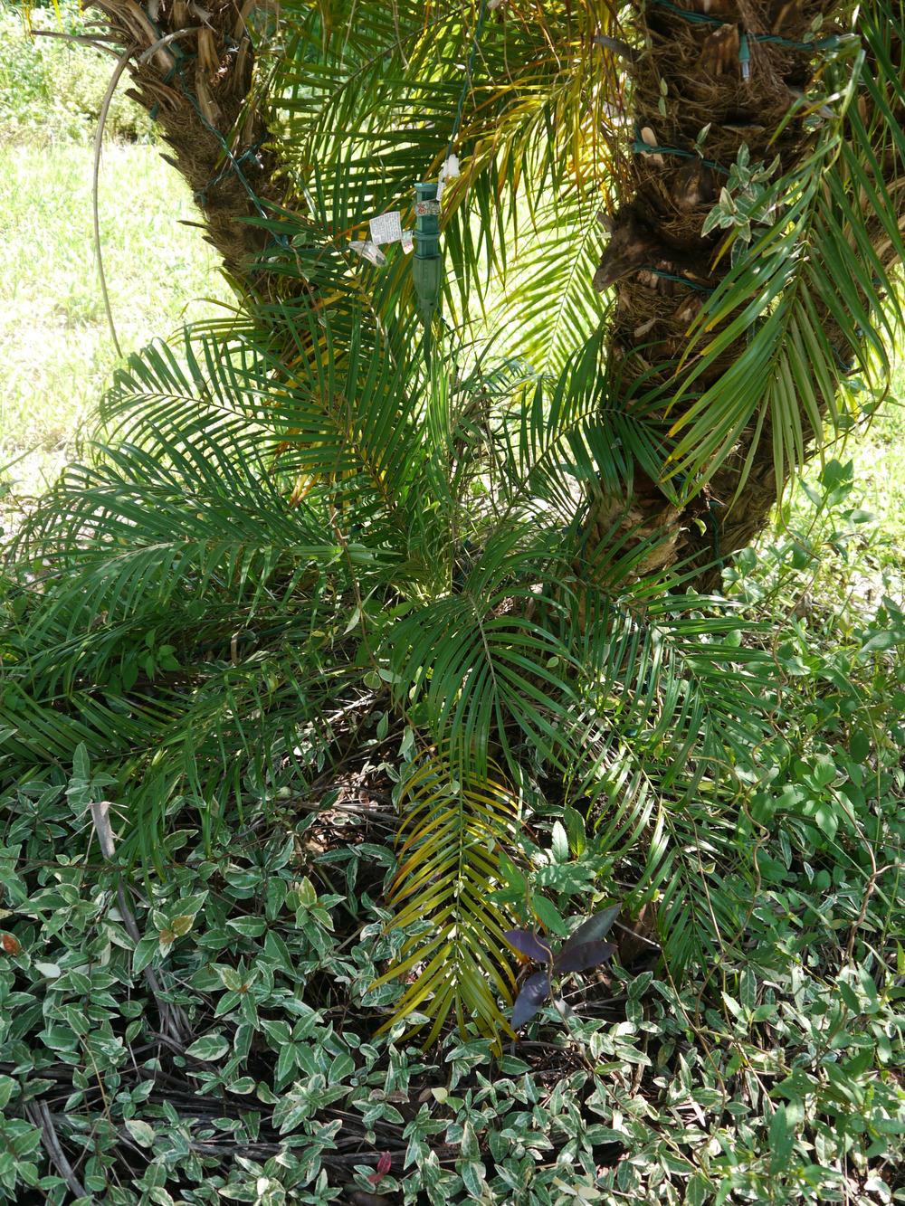 Photo of Pygmy Date Palm (Phoenix roebelenii) uploaded by dyzzypyxxy