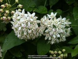 Thumb of 2014-08-22/frostweed/dfd858