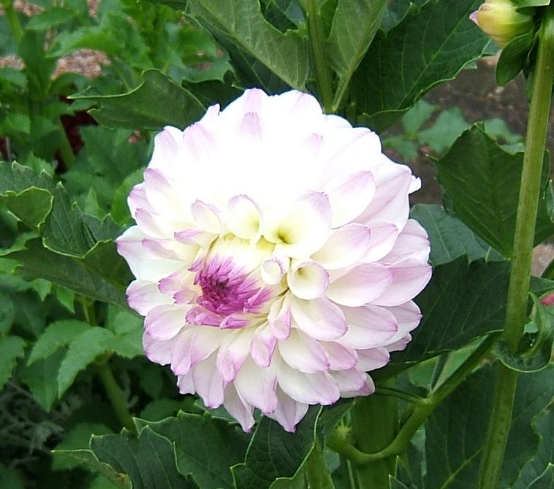 Photo of Dahlia 'Michael C' uploaded by pirl