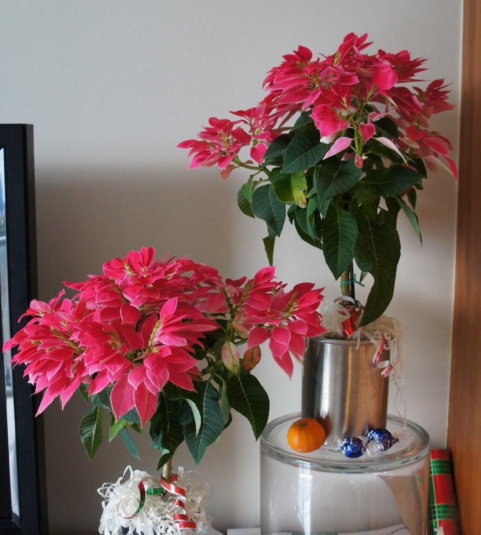 Photo of Euphorbia 'Pick Me Pink' uploaded by skylark