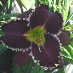 Location: Daylily Place Lillian Alabama
Date: 2014-06-04
Photo Courtesy of Fred Manning, Daylily Place. Used With Permissi