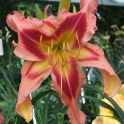 Location: Daylily Place Lillian Alabama
Date: 2014-02-15
Photo Courtesy of Fred Manning, Daylily Place. Used With Permissi