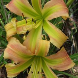 Location: Daylily Place Lillian Alabama
Date:  
Photo Courtesy of Fred Manning, Daylily Place. Used With Permissi