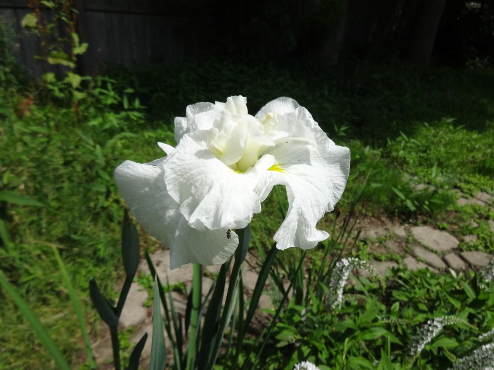 Photo of Japanese Iris (Iris ensata 'Ruffled White Water') uploaded by BestemorB