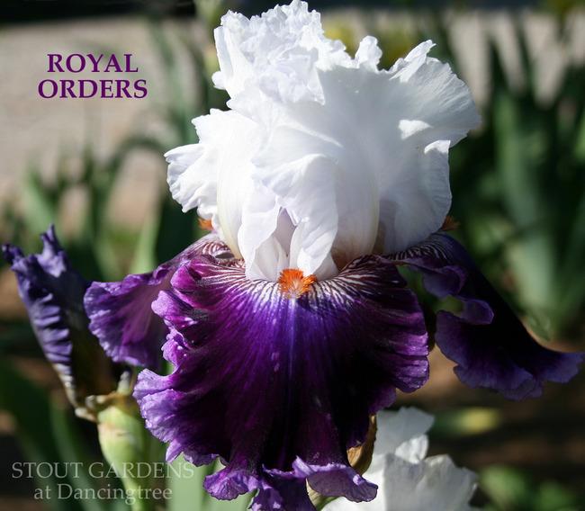 Photo of Tall Bearded Iris (Iris 'Royal Orders') uploaded by Calif_Sue