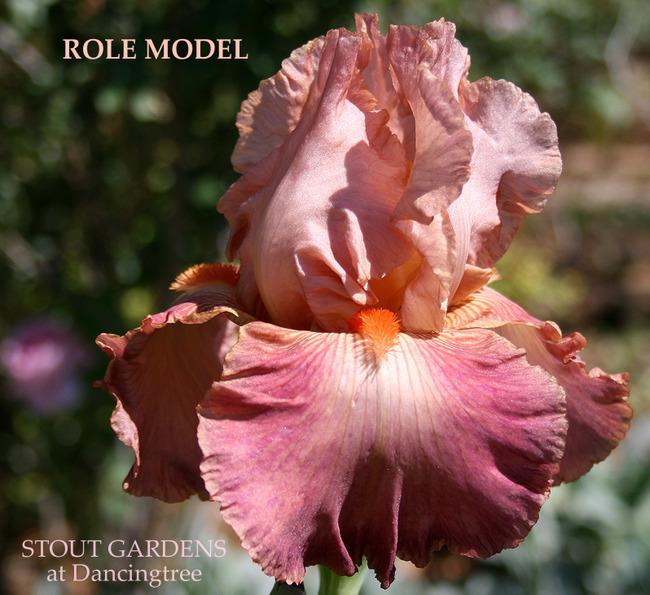 Photo of Tall Bearded Iris (Iris 'Role Model') uploaded by Calif_Sue