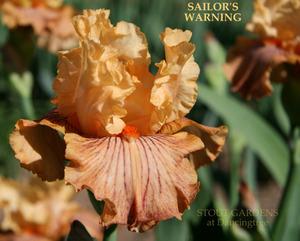 Photo of Tall Bearded Iris (Iris 'Sailor's Warning') uploaded by Calif_Sue