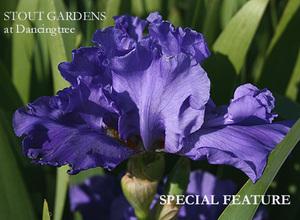 Photo of Tall Bearded Iris (Iris 'Special Feature') uploaded by Calif_Sue