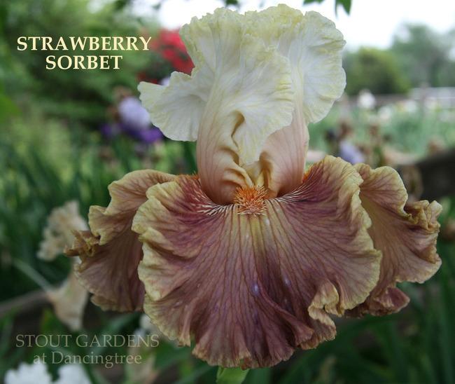 Photo of Tall Bearded Iris (Iris 'Strawberry Sorbet') uploaded by Calif_Sue