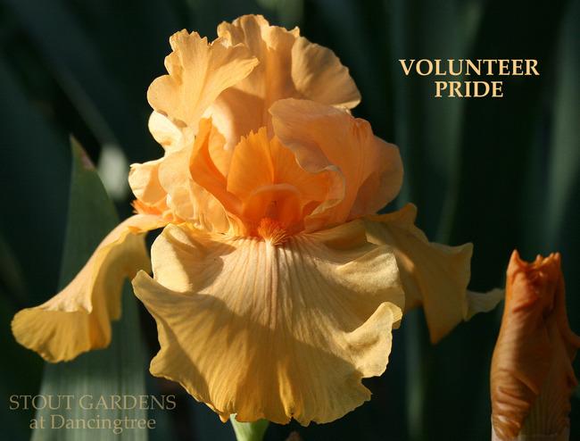 Photo of Tall Bearded Iris (Iris 'Volunteer Pride') uploaded by Calif_Sue