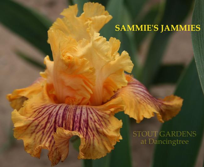 Photo of Tall Bearded Iris (Iris 'Sammie's Jammies') uploaded by Calif_Sue