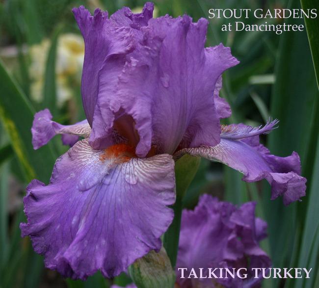 Photo of Tall Bearded Iris (Iris 'Talking Turkey') uploaded by Calif_Sue