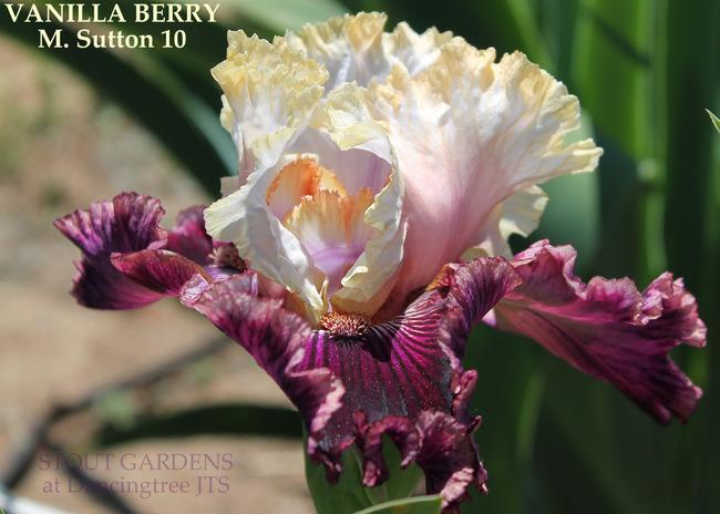 Photo of Tall Bearded Iris (Iris 'Vanilla Berry') uploaded by Calif_Sue