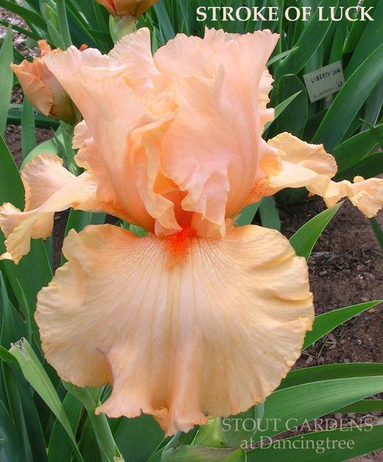 Photo of Tall Bearded Iris (Iris 'Stroke of Luck') uploaded by Calif_Sue