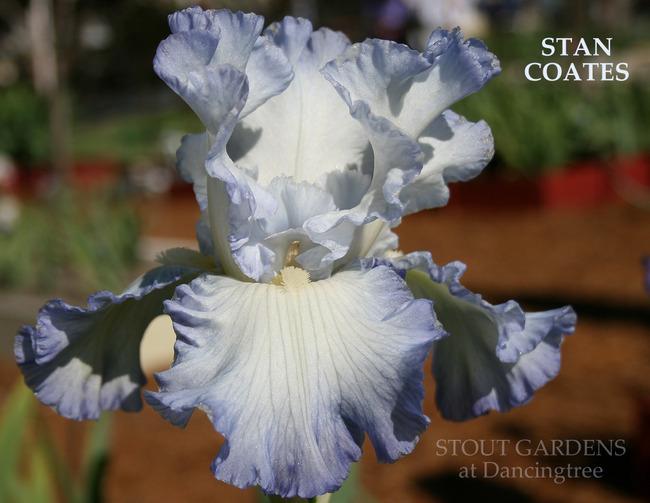 Photo of Tall Bearded Iris (Iris 'Stan Coates') uploaded by Calif_Sue