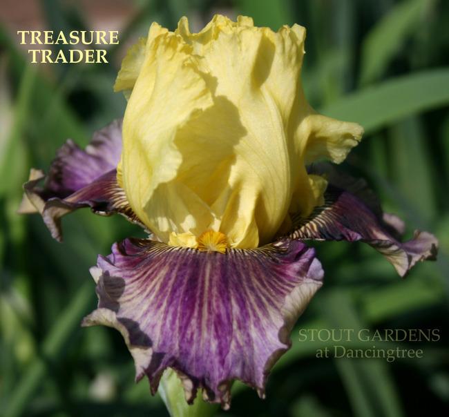 Photo of Tall Bearded Iris (Iris 'Treasure Trader') uploaded by Calif_Sue