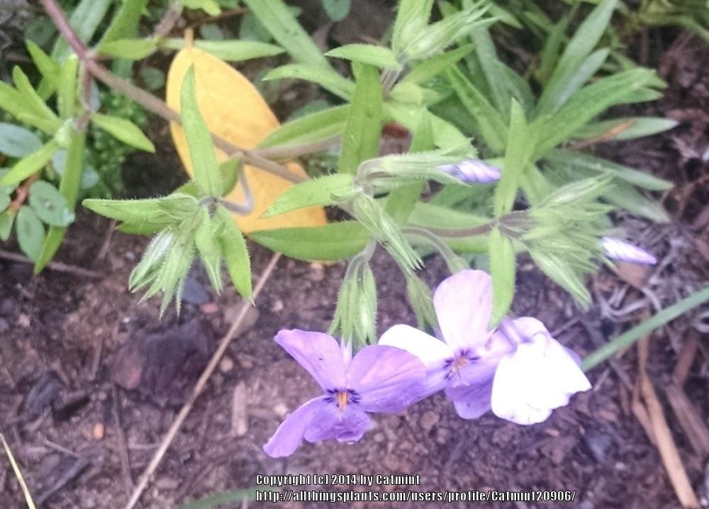 Photo of Phlox 'Paparazzi Sparkling Blue' uploaded by Catmint20906