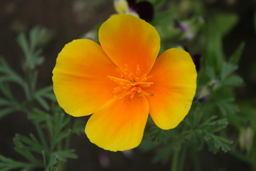 Photo of California Poppy (Eschscholzia californica) uploaded by Daylilybaby