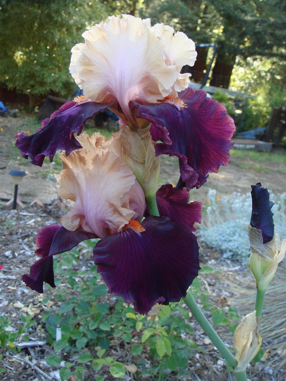 Photo of Tall Bearded Iris (Iris 'Feudalism') uploaded by Henhouse