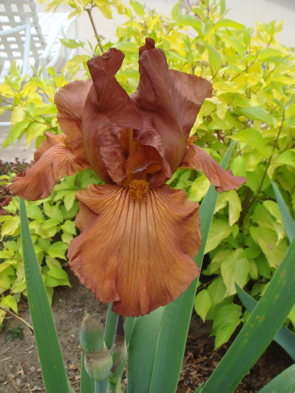 Photo of Tall Bearded Iris (Iris 'Gingersnap') uploaded by Henhouse