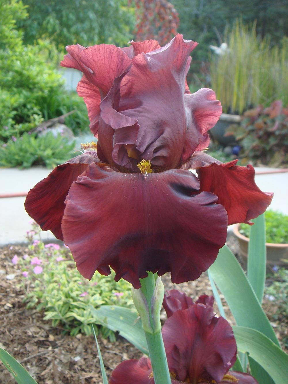 Photo of Tall Bearded Iris (Iris 'Dynamite') uploaded by Henhouse