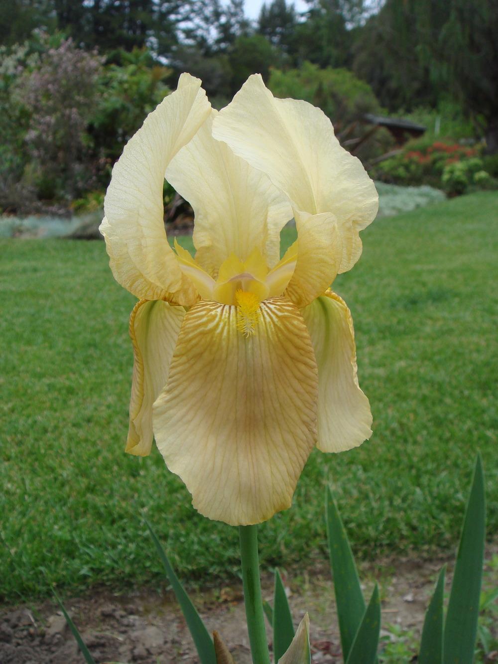 Photo of Tall Bearded Iris (Iris 'Glen Ellen') uploaded by Henhouse