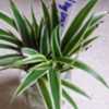 Chlorophytum comosum 'Milky Way' Plantlet ready to be put into so