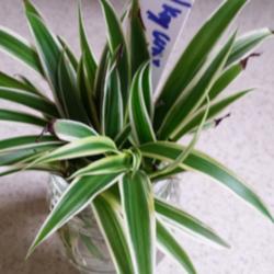 Location: JBsPlants at Roblyn Farm, New Jersey
Date: 2014-08-23
Chlorophytum comosum 'Milky Way' Plantlet ready to be put into so