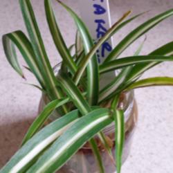 Location: JBsPlants at Roblyn Farm, New Jersey
Date: 2014-08-23
This is a plantlet of Chlorophytum somosum 'Streaker' ready to go