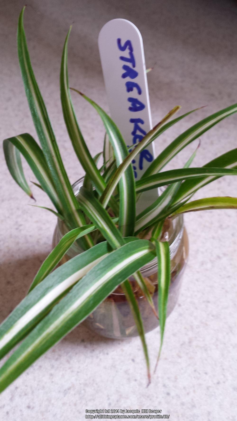 Photo of Spider Plant (Chlorophytum comosum 'Streaker') uploaded by JB