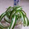Plantlet from Chlorophytum comosum 'Atlantic' ready to be put int