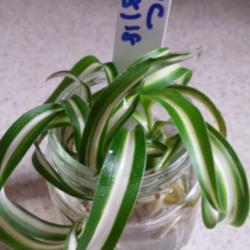 Location: JBsPlants at Roblyn Farm, New Jersey
Date: 2014-08-23
Plantlet from Chlorophytum comosum 'Atlantic' ready to be put int
