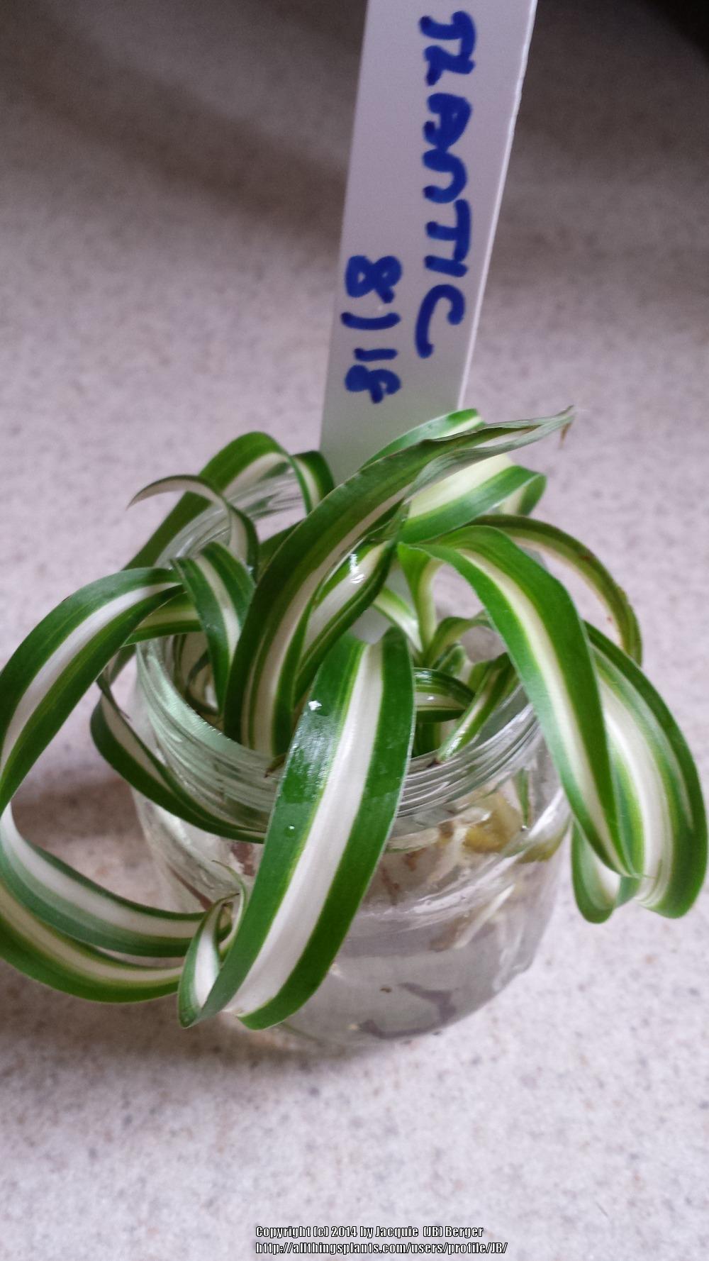Photo of Spider Plant (Chlorophytum comosum 'Atlantic') uploaded by JB