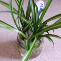 Location: JBsPlants at Roblyn Farm, New Jersey
Date: 2014-08-23
This is a dwarf plant with short leaves of 4 to 6 inches long. Ma