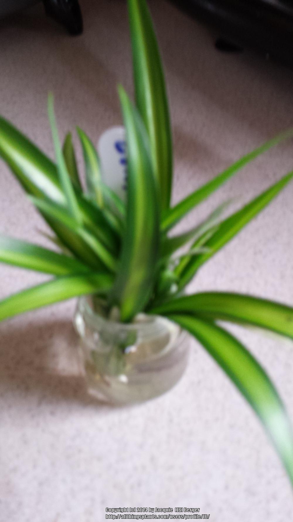 Photo of Spider Plant (Chlorophytum viridescens 'Hawaiian') uploaded by JB
