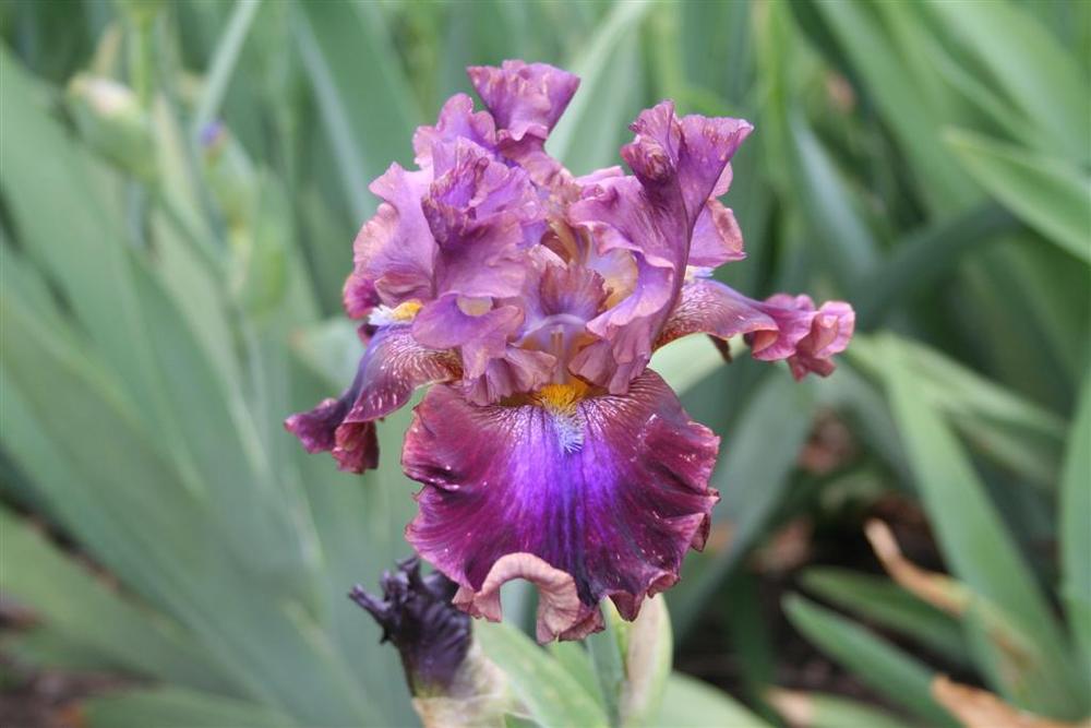 Photo of Tall Bearded Iris (Iris 'Electric Candy') uploaded by KentPfeiffer