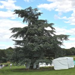 Location: Leeds Castle, Kent!
Date: 2014-08-24
Stunning tree!