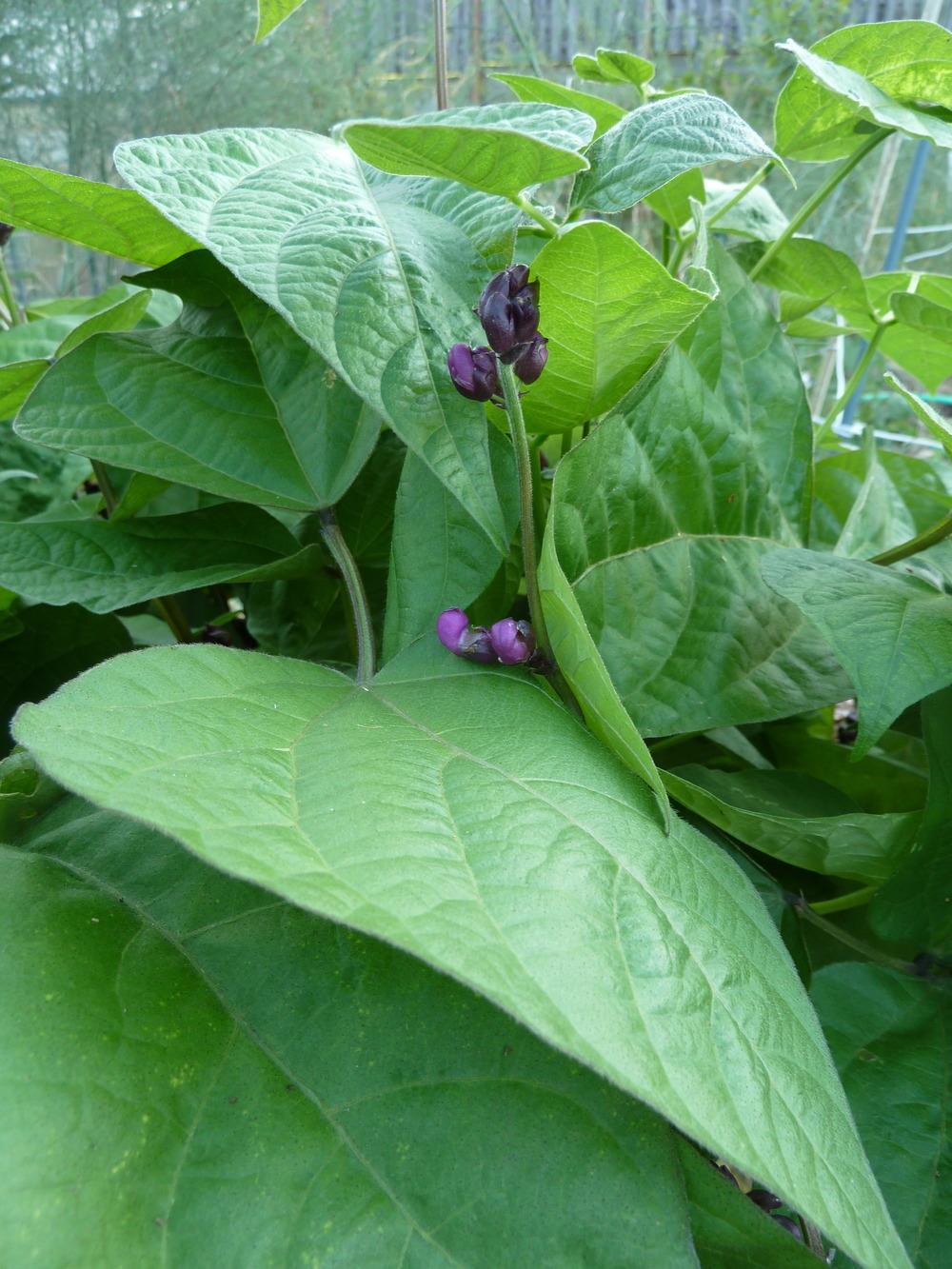 Photo of Bush Bean (Phaseolus vulgaris 'Royal Burgundy') uploaded by Toni