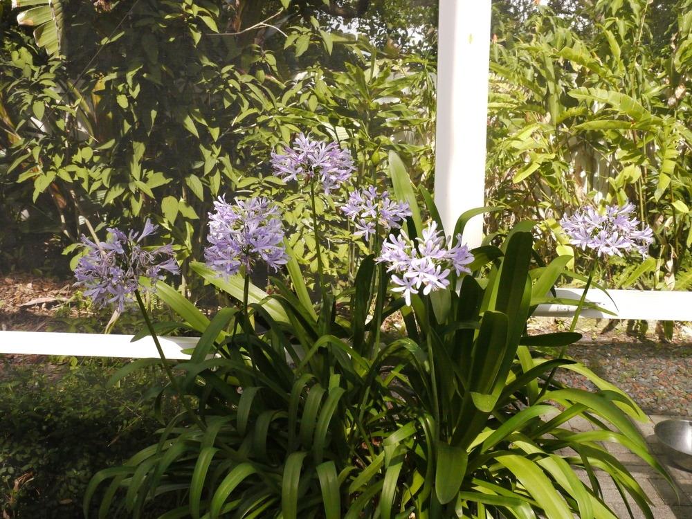Photo of Lily of the Nile (Agapanthus africanus) uploaded by dyzzypyxxy